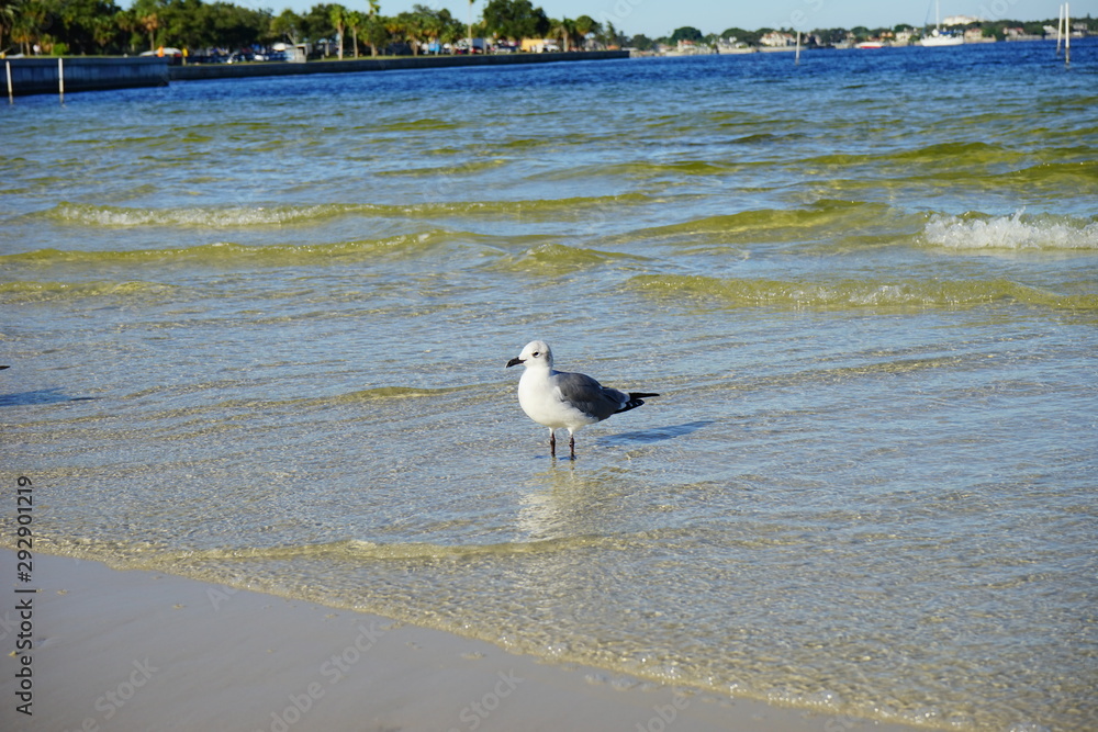 Bird is catching fish in Tampa bay Bird is catching fish in Tampa bay
