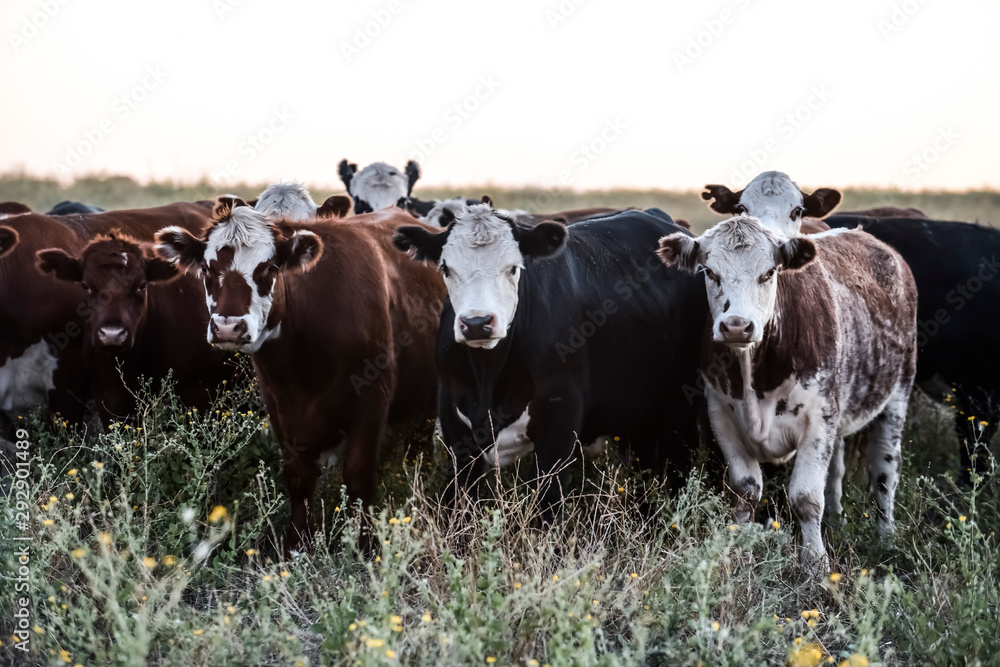 Argentine meat production,cows fed on natural grass.