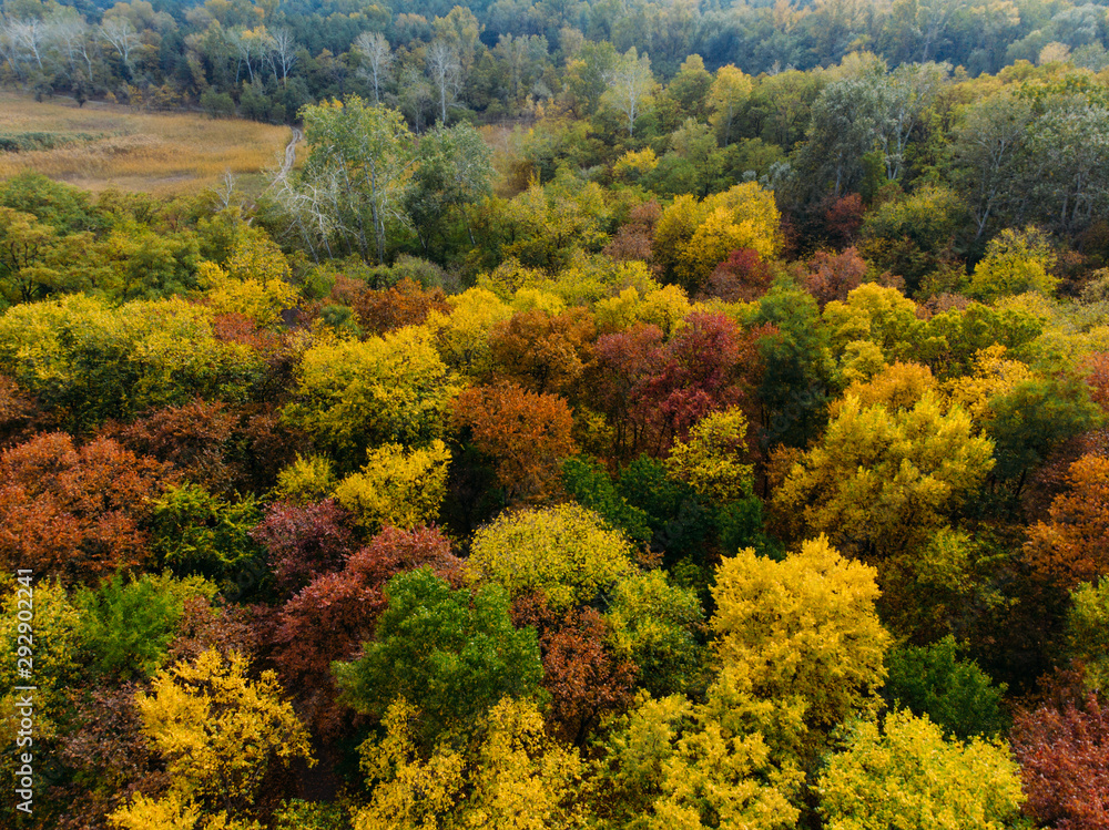 Fototapeta premium A wonderful view from the drone on a colorful autumn forest.