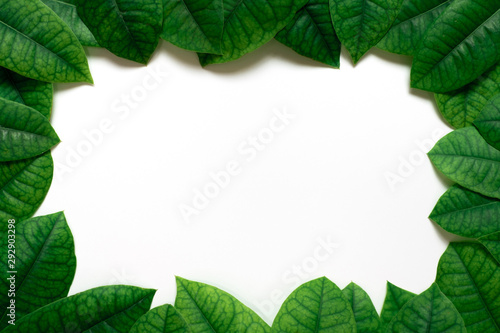 green leafs frame on white background