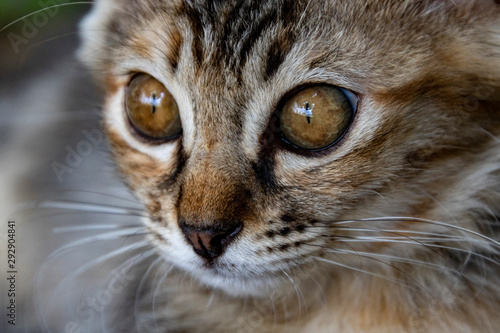 close up of a cat © PIC by Femke