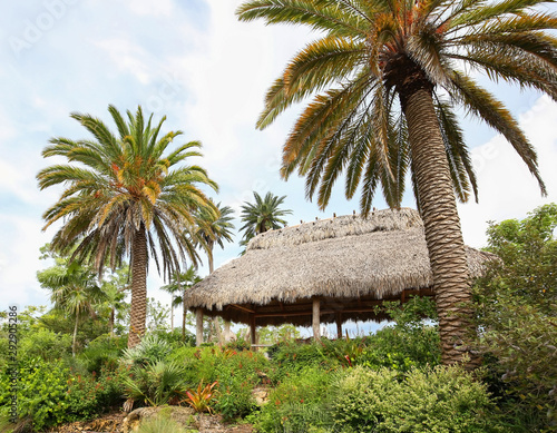 Large beautiful tiki hut in between Canary Island date palm trees.