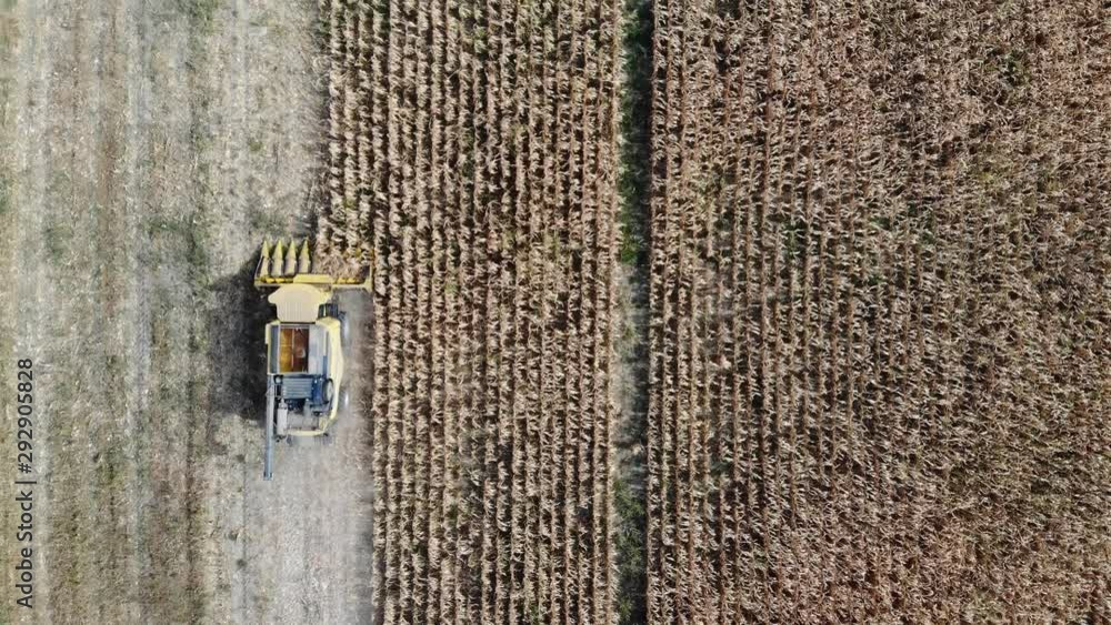 Aerial top down view moving in the same direction as the yellow combine harvesting the cornfield on a sunny day Aerial top down view moving in the same direction as the yellow combine harvesting the cornfield on a sunny day