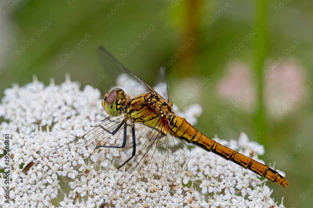 Ruddy Darter dragonfly (Sympetrum sanguineum) female resting on a Yarrow (Achillea millefolium) flowerhead, Rutland Water, Leicestershire, England, UK. Ruddy Darter dragonfly (Sympetrum sanguineum) female resting on a Yarrow (Achillea millefolium) flowerhead, Rutland Water, Leicestershire, England, UK.