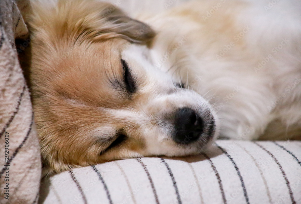 Obraz premium Dog rest at home. Portrait of sweet little mixed breed dog on bed. Cute small half breed dog laying, rest, enjoy and sleep in sofa, couch. Domestic animal, pet concept. Happy life of dog. Pet shop.