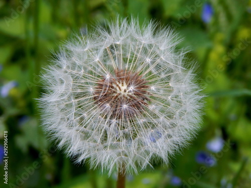 Dandelion in the summer in the Park on the background of green grass closeup