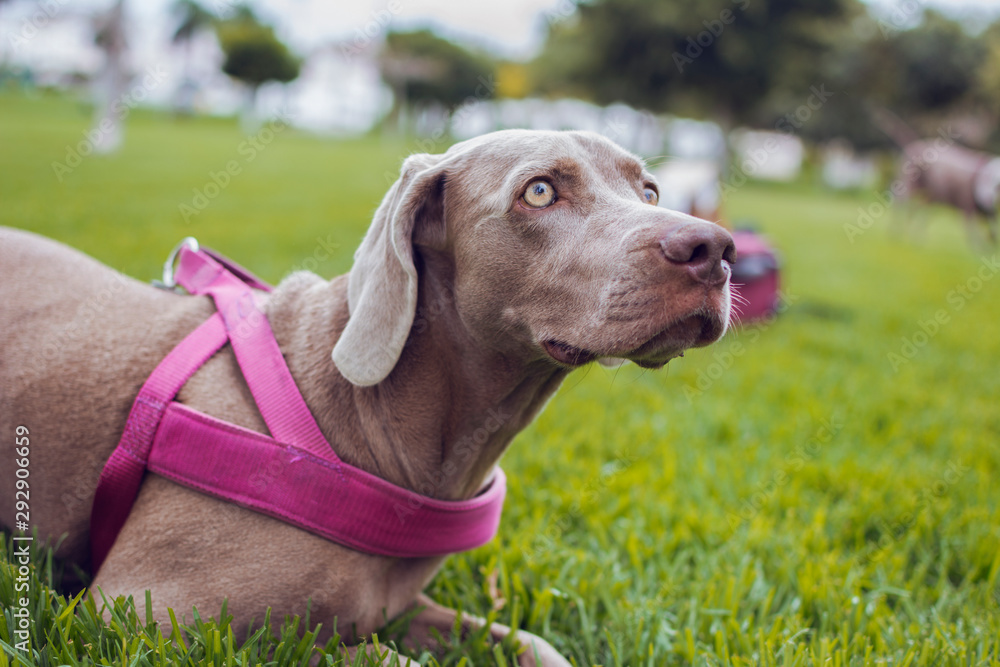 Weimaraner breed dog sitting in the grass with his pink leash.