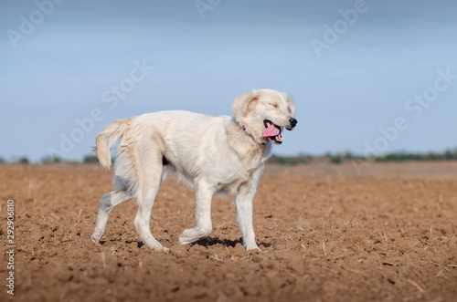 golden retriever puppy fun walk blue sky