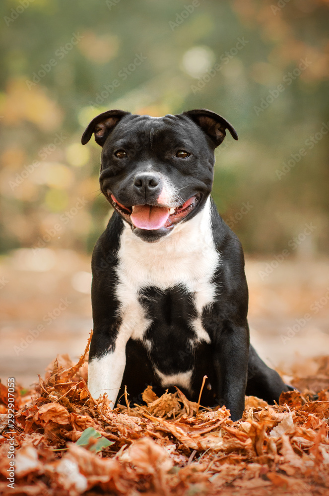 staffordshire bull terrier dog beautiful portrait autumn park