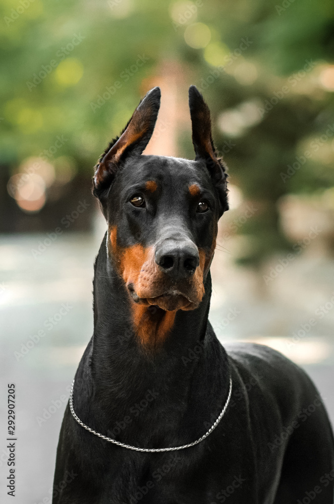 Doberman dog beautiful portrait autumn park