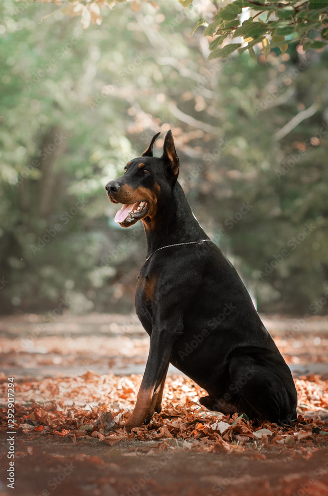 Doberman dog beautiful portrait autumn park