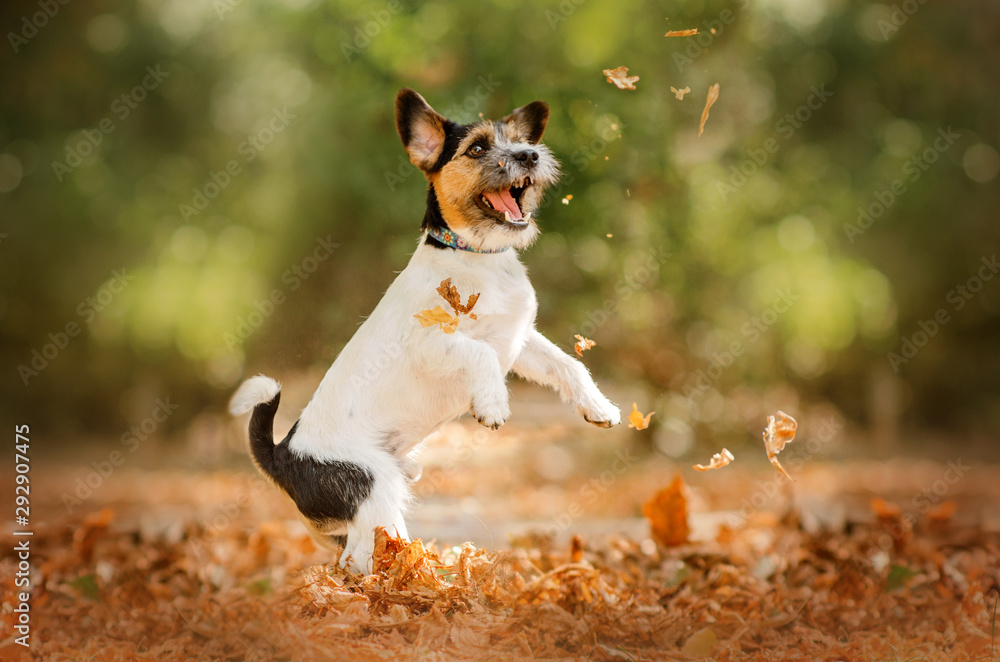 jack russell terrier dog beautiful portrait autumn park - obrazy, fototapety, plakaty 