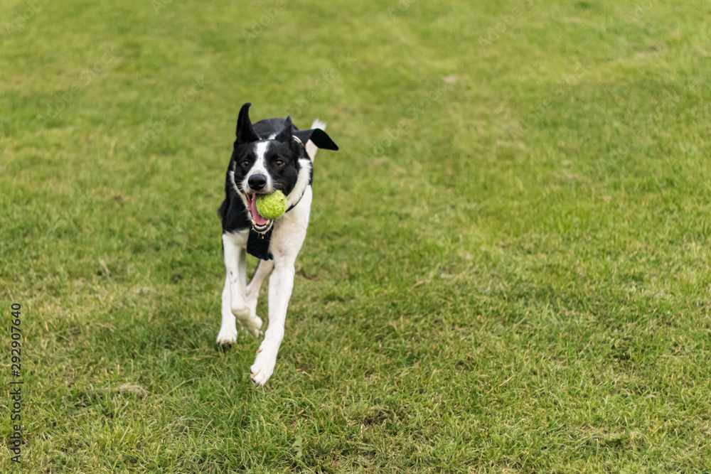 Border Collie running