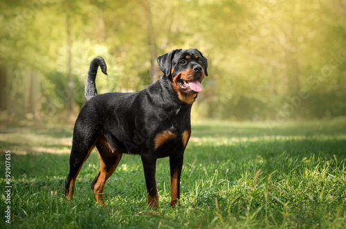 Obraz na plátně rottweiler dog beautiful portrait spring green park