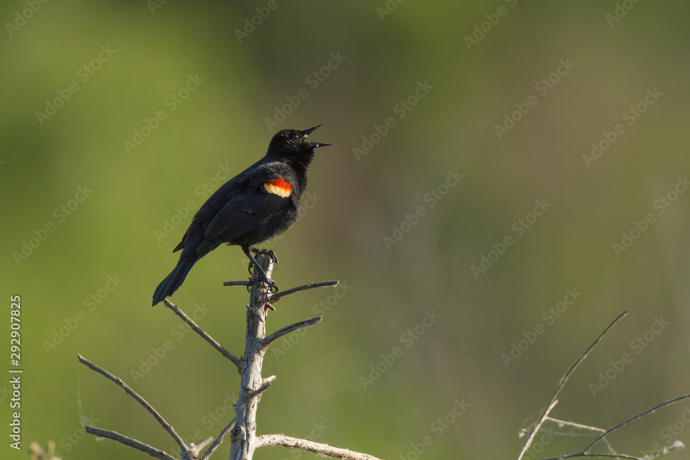 A male Red winged Blackbird perched on reed sings in the early morning light. A male Red winged Blackbird perched on reed sings in the early morning light.