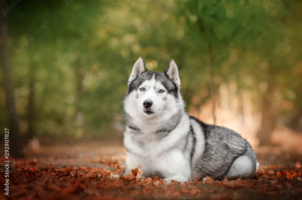 Husky dog ​​beautiful portrait autumn park