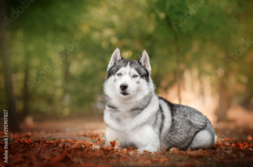 Husky dog       beautiful portrait autumn park