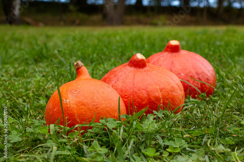 Wallpaper Mural Pumpkin Hokkaido laid on the green grass. Orange pumpkin Hokkaido. Torontodigital.ca