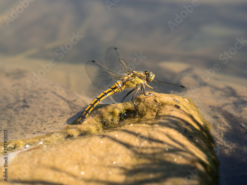 Eine gelbe Libelle legt ihre Eier am Rand eines kleinen  Gew  ssers ab.