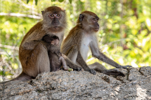 Macaque Family © PIC by Femke