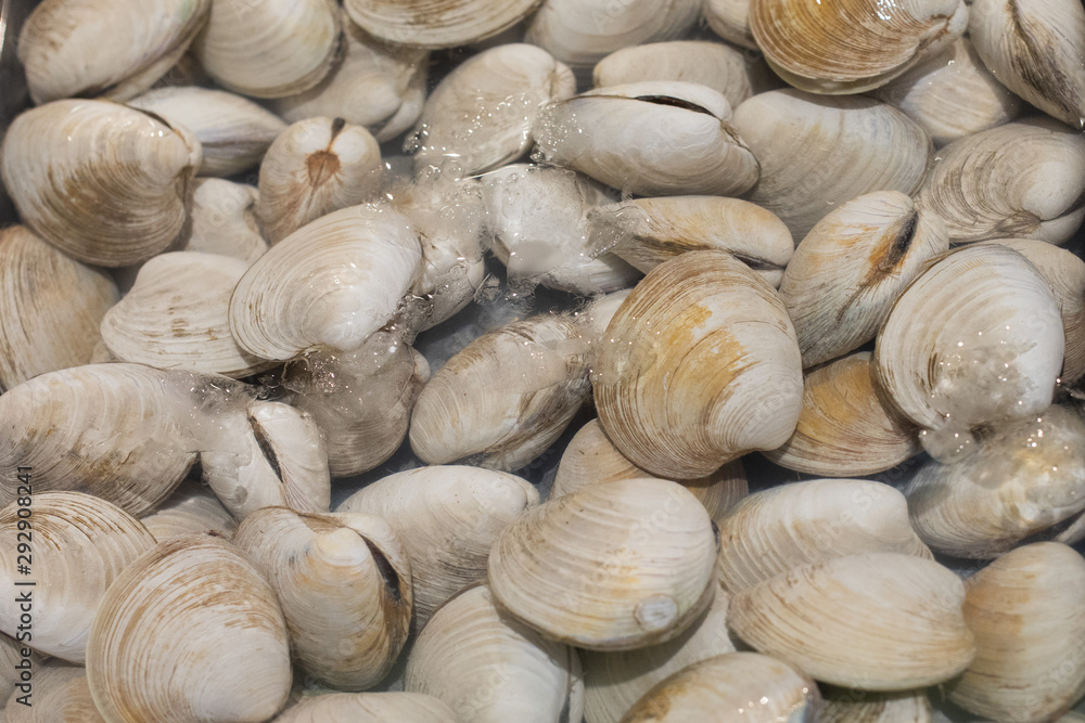 clams in ice water in a fish market
