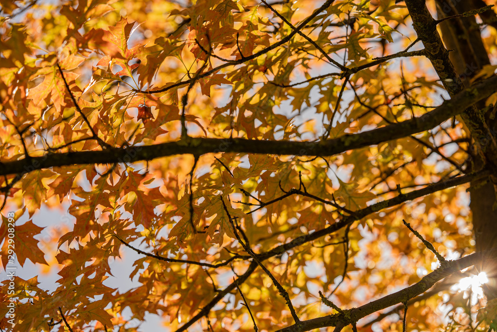 Herbst Blätter