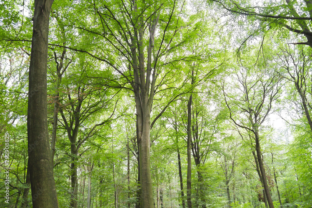Fototapeta premium Green beech trees woodland landscape