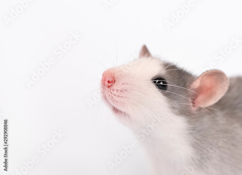 Portrait of Funny young rat isolated on white. Rodent pets. Domesticated rat close up. Rat washes its face with its paws