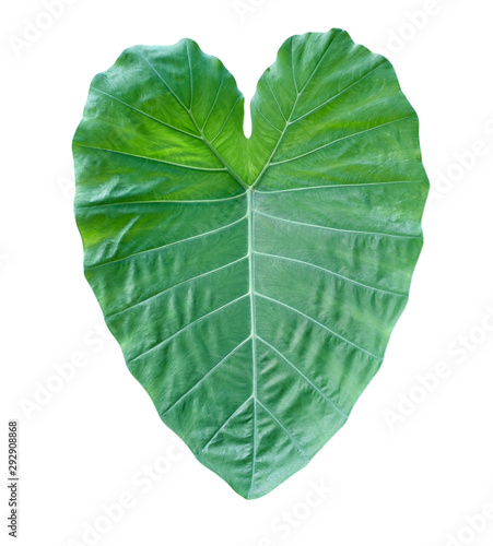 Fresh green taro leaf isolated on white background without shadow