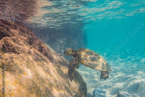 Sea turtle swimming near rocks and sand in clear blue water