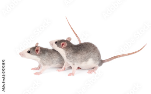 Two young gray rats isolated on white. Rodent pets. Domesticated rats close up. Rats look at something