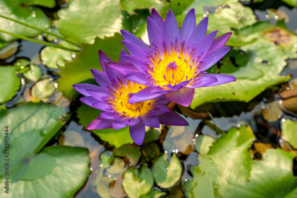Beautiful purpel lotus Lotus leaf background Beautiful purpel lotus Lotus leaf background