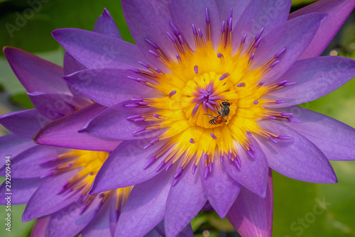 Beautiful lotus floats against dark background,A bee on a lotus flower. © nasit