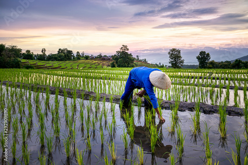 Fotografie, Obraz Farmers farming on rice terraces