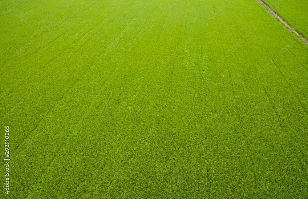 aerial view from flying drone of Field rice with landscape green pattern nature background, top view field rice