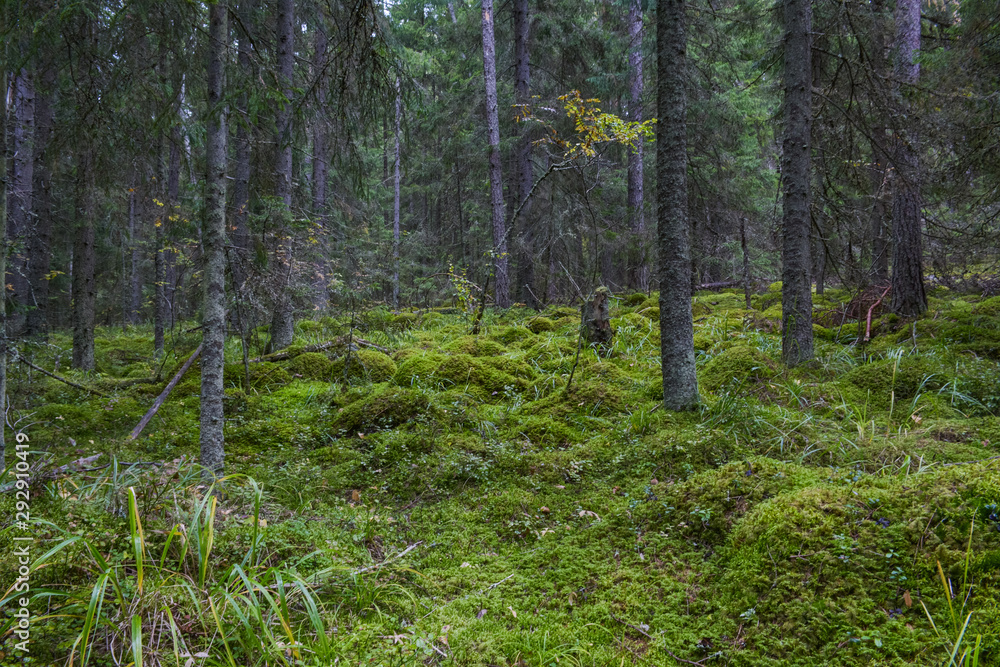 Moss on the stones in the forest near the Ladoga Lake, Russia Moss on the stones in the forest near the Ladoga Lake, Russia