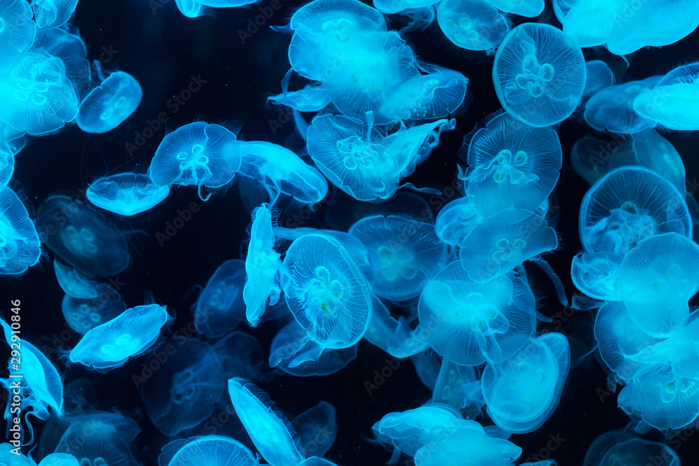 Common jellyfish in aquarium lit by blue light Common jellyfish in aquarium lit by blue light