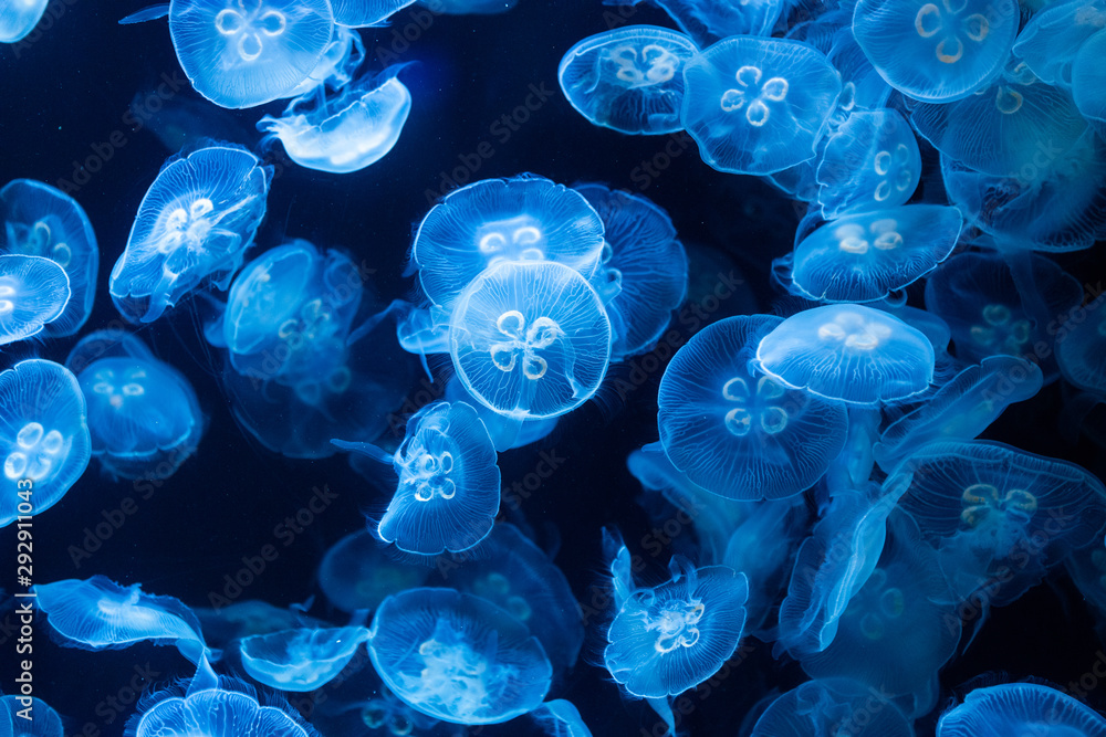 Common jellyfish in aquarium lit by blue light - obrazy, fototapety, plakaty 