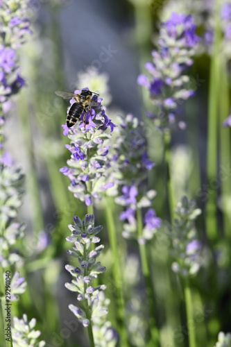 A bee pollinating a lavender flower.