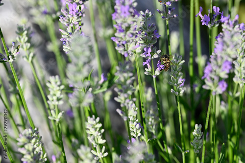 A bee pollinating a lavender flower.
