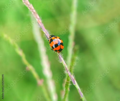 Beauty ladybird close up crawling on plant