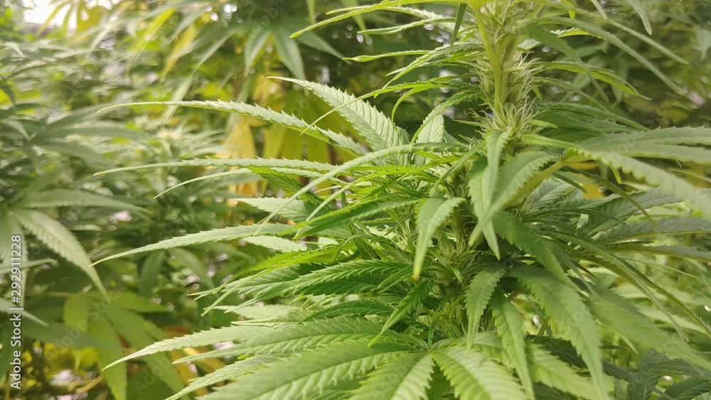 Hemp Plants Inside Greenhouse - Marijuana Cannabis Weed Bud Plant Hemp Plants Inside Greenhouse - Marijuana Cannabis Weed Bud Plant