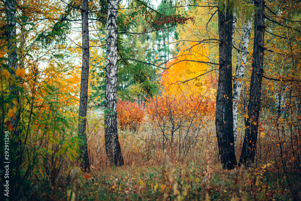 Wonderful autumn landscape with multicolor leaves. Scenic fall foliage on trees. Yellow orange leafage. Beautiful golden autumn in Altai. Colorful fall forest with fallen leafs. Picturesque scenery.