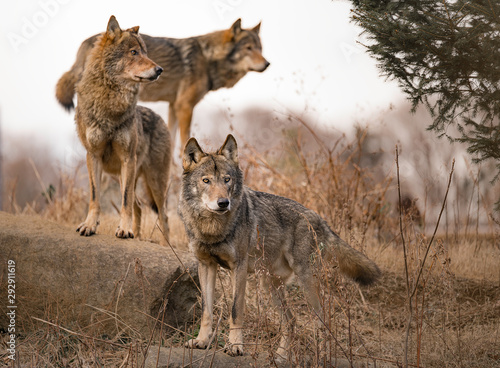 wolf pack pose nature photo