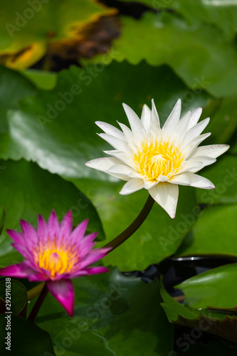 Purple   White lotus  is in the pond.