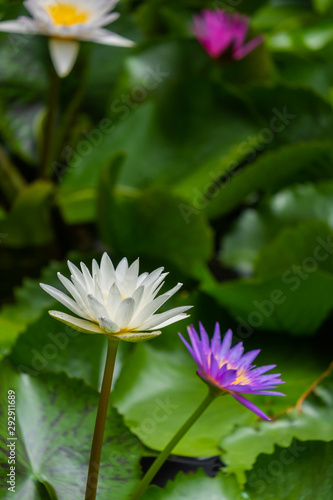 Purple   White lotus  is in the pond.