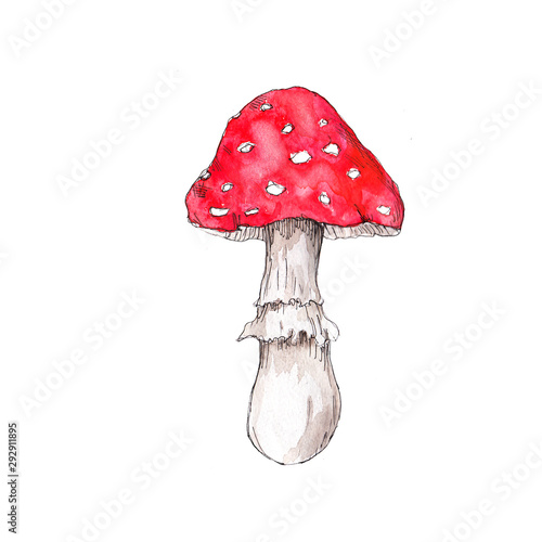 Watercolor hand drawn artistic colorful MUSHROOMS fall  season vintage isolated icon photo