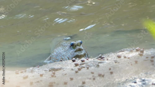 Giant Mudskipper on mud in mangrove forest. photo