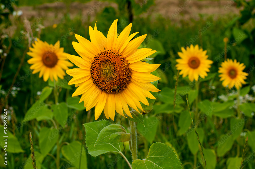 bright sunflowers on a large field on a sunny day