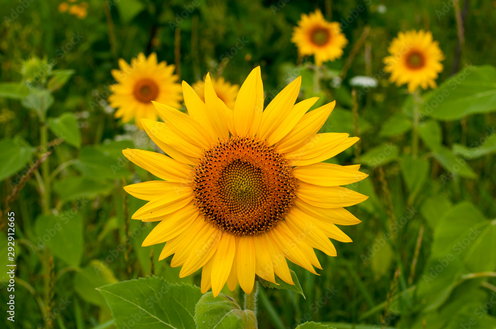 bright sunflowers on a large field on a sunny day bright sunflowers on a large field on a sunny day